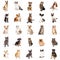Repeating Pattern of Cats and Dogs