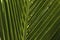 Repetitive patterns of a palm leaf. Lines made by nature