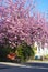 Replacing old furniture, a broken armchair under blooming cherry blossom, a bright spring day.