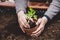 Replant of a tomato plant into a raised bed