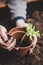 Replant of a tomato seedling into a plant pot