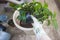 Replanting a bright green potted plant into a bigger pot