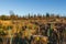 Replanting old deforested and clear felled conifer forest with broadleaf trees