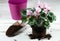 Replanting of pink cyclamen flower.