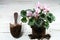 Replanting of pink cyclamen flower