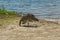 Replica of a coyote, installed by a beach on Lake Winnipesaukee to deter geese from the area