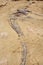 Replica dinosaur fossil on the sand ground