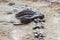 Replica dinosaur fossil on the sand ground for learning