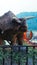 the replica dinosaur statue named triceratops at first glance looks like a rhinoceros. it has two long horns or horns on the head