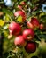 A report on the analysis of apples tree branch farms using hydroponic pronunciation in Arabic