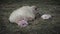 Repose Furry New Born Twin Lambs With Mother