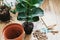 Repotting fiddle leaf fig tree in big modern pot. Ficus lyrata leaves and pot, drainage,garden tools, soil on wooden floor.