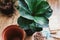 Repotting fiddle leaf fig tree in big modern pot. Ficus lyrata leaves and pot, drainage,garden tools, soil on wooden floor.