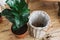 Repotting fiddle leaf fig tree in big modern pot. Ficus lyrata leaves and pot, drainage,garden tools, soil on wooden floor.