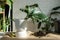 Repotting a home plant Philodendron Dragon Tail into a new pot in home interior. Caring for a potted plant, hands close-up