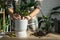 Repotting a home plant Philodendron Dragon Tail into a new pot in home interior. Caring for a potted plant, hands close-up