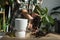 Repotting a home plant Philodendron Dragon Tail into a new pot in home interior. Caring for a potted plant, hands close-up