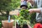 Repotting pelargonium plant seedling in garden