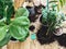 Repotting plants at home. Ficus Fiddle Leaf Fig tree and zamioculcas plants on floor with pots, roots, ground and gardening tools