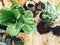 Repotting plants at home. Ficus Fiddle Leaf Fig tree and zamioculcas plants on floor with pots, roots, ground and gardening tools