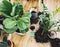 Repotting plants at home. Ficus Lyrata tree and zamioculcas plant on floor with roots, ground and gardening tools. Potting or