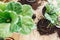 Repotting plants at home. Ficus Lyrata tree and zamioculcas plant on floor with roots, ground and gardening tools. Potting or