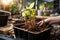 Repotting urgency Home potted plant outgrows container, roots entwined