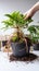 Repotting urgency Home potted plant outgrows container, roots entwined