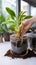 Repotting urgency Home potted plant outgrows container, roots entwined