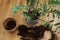 Repotting zamioculcas plant in modern pot. ZZ plant, leaves, pot, garden tools, soil on wooden floor