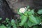 Representative of the local flora-a flower growing on a rock