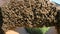 Reproduction of bees. beekeeper caught the bees. Bee swarm