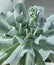 Reproduction of the flower Echeveria Blue Swan. The vegetative process of a flower is a baby. Growing succulents and
