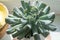 Reproduction of the flower Echeveria Blue Swan. The vegetative process of a flower is a baby. Growing succulents and
