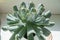 Reproduction of the flower Echeveria Blue Swan. The vegetative process of a flower is a baby. Growing succulents and