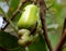 Reproduction of incects in cashew plantation