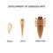 Reproduction of the mite Demodex. Larva, adult. Demodecosis. Infographics. Vector illustration on isolated background.