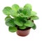 Reproduction Saintpaulia leaf cuttings: young shoots of African violets in brown flowerpot