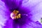 The reproductive organs of the plant are the yellow stamens of the violet