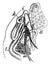 Reproductive Organs of Trematoid Worm, vintage illustration