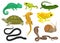 Reptile and amphibian set, chameleon, frog, turtle, lizard,gecko, triton vector Illustration on a white background