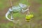 Reptile, animals, chameleon, frog, tree frog, dumpy frog,