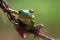 Reptile, animals, chameleon, frog, tree frog, dumpy frog,