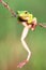 Reptile, animals, frog, tree frog, dumpy frog,