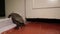 Reptile as a pet. turtle climbing and walking off in the house! Tortoise