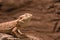 Reptile Bearded Agama