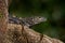 Reptile Black Iguana, Ctenosaura similis, sitting on the black stone. Wildlife animal scene from nature.