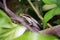 Reptile Black Spotted Skink, mabuyidae skinks, standing in the forest