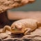 Reptile closeup portrait