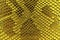 Reptile exotic leather. Yellow snake skin background.